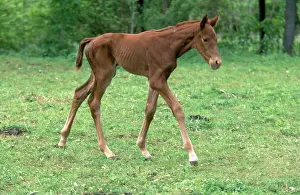 Colt: Three Day Old Colt