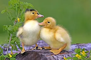 Duckling: Two few day old Ducklings sitting together on wood
