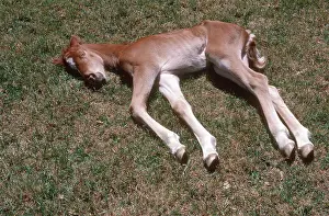 Filly: Day-Old Morgan Horse Filly