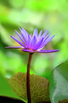 Focus: Day water lily