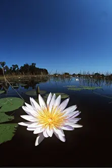Waterlily: DAY WATERLILY - close-up on water