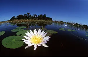 Arty: DAY WATERLILY - close-up, water scenic
