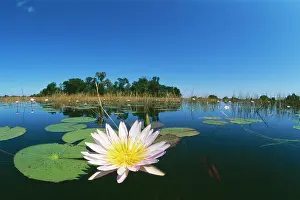 Nouchali: DAY WATERLILY - in lake, in foreground