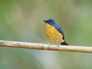 Dayak: Dayak Blue Flycatcher Cyornis montanus Sabah, Ma