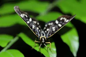 150419: Dayflying Moth - on leaf - Klungkung, Bali, Indonesia