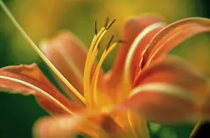 Daylily: Daylily