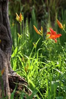 Fulva: Daylily