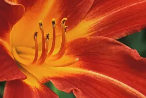 Cynthia: Daylily