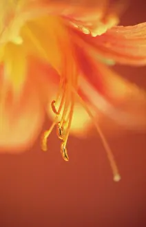 Daylily: Daylily