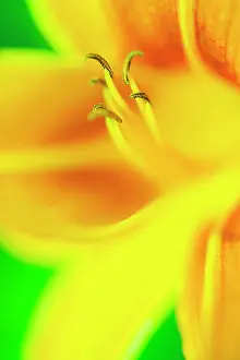 Cheery: Daylily