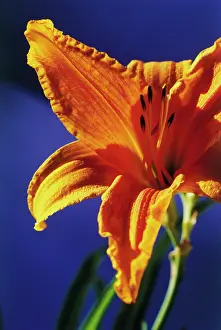 Daylily: Daylily