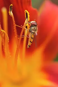 Episyrphus: Daylily