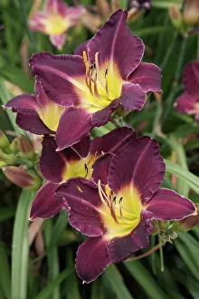 Lilly: Daylily, Hemerocallis Bela Lugosa, Front view