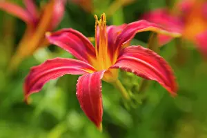Showy: Daylily, Hemerocallis, red flower showing its long upright s