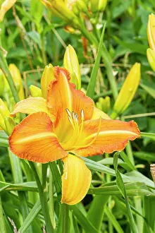 Lily: Daylily Treasure Shores, Hemerocallis Treasure