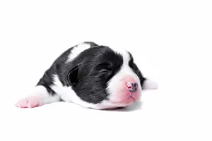 Pembroke: Ten days old excellent puppies of the Welsh Corgi