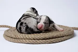 Pembroke: Ten days old puppies of the Welsh Corgi Pembroke