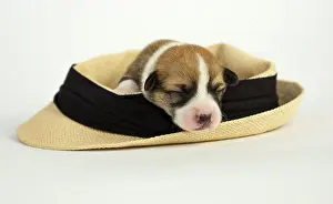 Pembroke: Ten days old puppies of the Welsh Corgi Pembroke