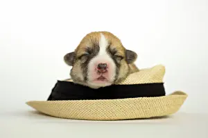 Pembroke: Ten days old puppies of the Welsh Corgi Pembroke