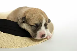 Pembroke: Ten days old puppies of the Welsh Corgi Pembroke