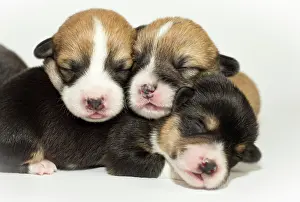 Pembroke: Ten days old puppies of the Welsh Corgi Pembroke