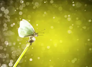 Flare: Daytime butterfly on the fly, San Cristobal de las