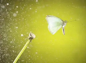 Flare: Daytime butterfly on the fly, San Cristobal de las