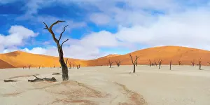 Erioloba: Dead Acacia erioloba in Deadvlei, Namib-Naukluft