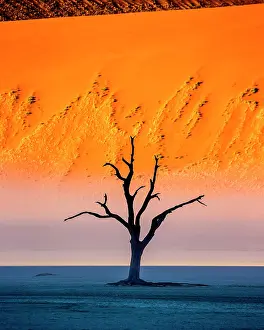 Isolation: Dead acacia tree on the background of sand dunes