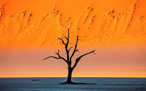 Isolation: Dead acacia tree on the background of sand dunes