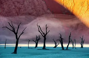 Mystery: Dead acacia trees on the background of sand dune