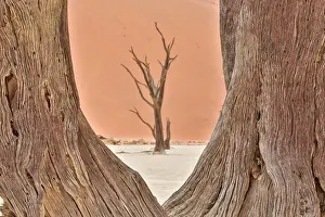 Fabale: Dead acacia trees in the Namib Desert, Namibia