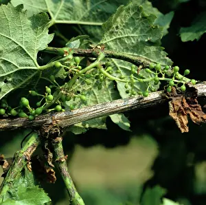 Vinifera: Dead-arm or excoriose on grape