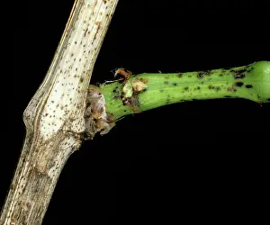 Vinifera: Dead-arm or excoriose on Grapevine