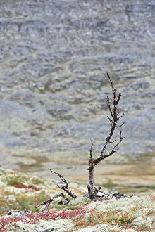 Fell: Dead birch in the mountains in autumn, Rondane National