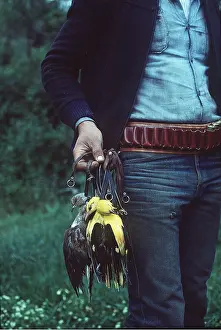 Hands: Dead BIRDS - including golden oriole, being carried