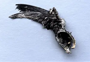 Delicacy: Dead Black-Nest Swiftlet