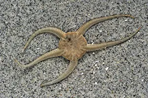Carcass: Dead brittle star, serpent star (Ophiura ophiura)