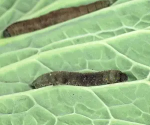 Bacterial: Dead cabbage butterfly