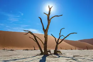 Thorns: Dead camel thorns (Acacia erioloba) in front of