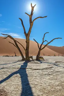 Thorns: Dead camel thorns (Acacia erioloba) in front of
