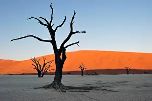 Camelthorn: Dead camelthorn trees (Acacia erioloba) in Deadvlei