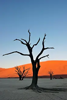 Camelthorn: Dead camelthorn trees (Acacia erioloba) in Deadvlei