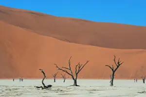 Camelthorn: Dead camelthorn trees (Acacia erioloba) off sand