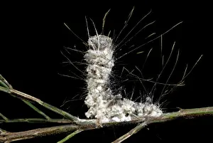 Spore: Dead caterpillar with parasitic fungus
