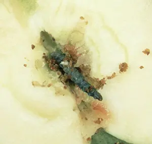 Cydia: Dead Codling Moth larva