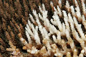 Staghorn: Dead coral, Stony Coral (Acropora), detail, Great