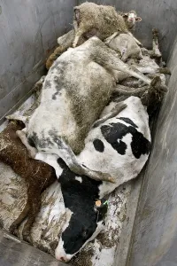 Renderrings: Dead cows and sheep in the bucket of the renderer