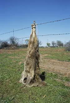 Killed: Dead Coyote