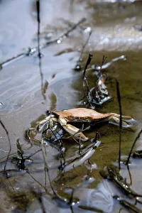 Orleans: Dead Crab